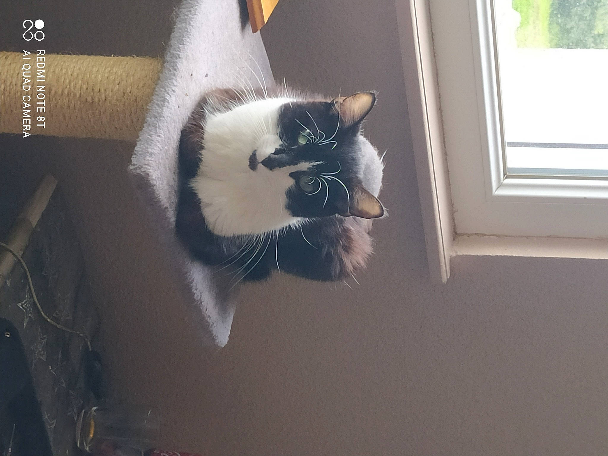 Zou participe au concours pour gagner de l'argent avec cette photo : canidae, carnivore, cat, couch, domestic_short_haired_cat, felidae, flooring, fur, grey, mammal, paw, room, small_to_medium_sized_cats, snout, tail, tints_and_shades, vertebrate, whiskers, window, wood