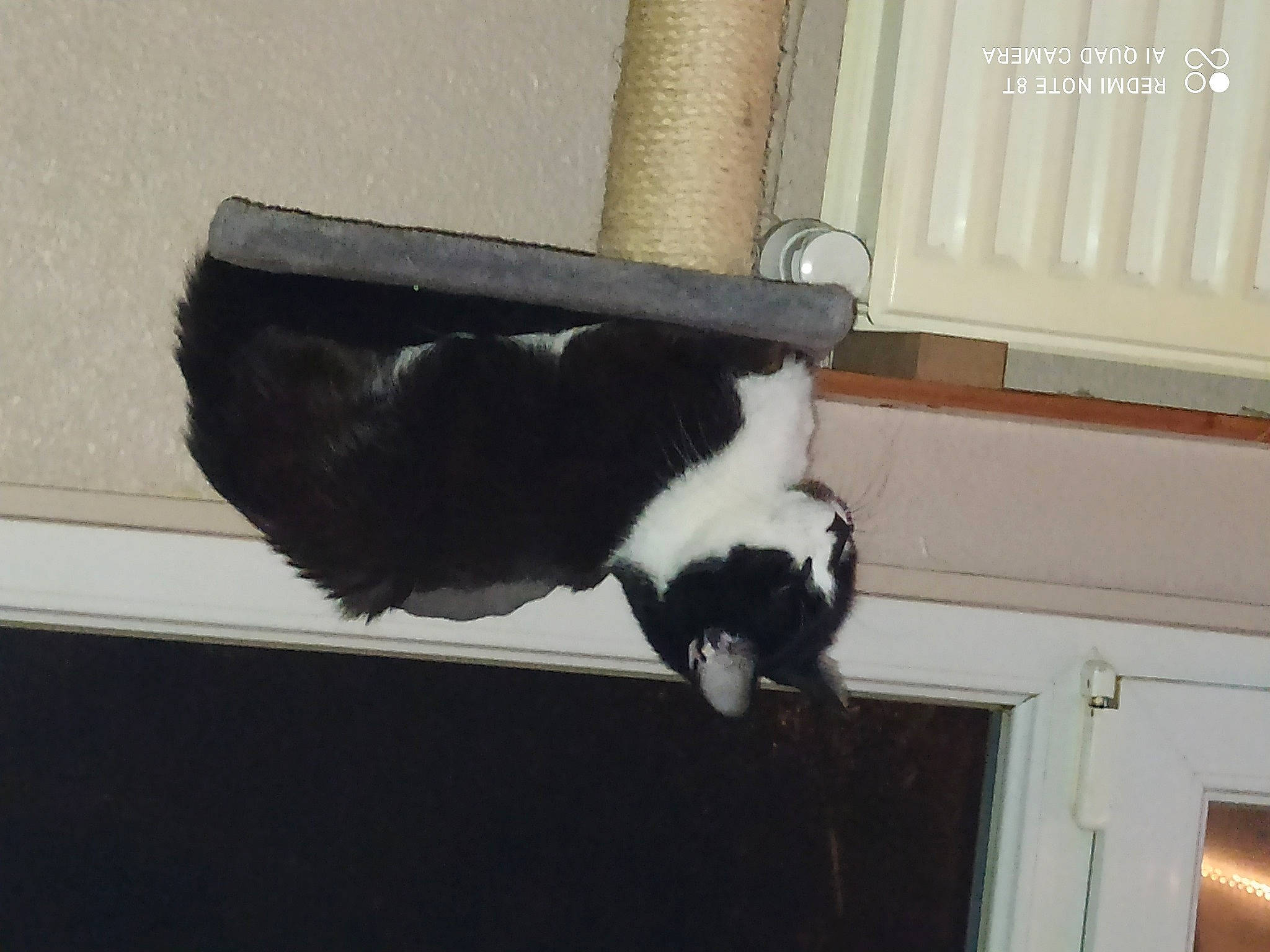 Zou a rejoint le concours — aidez-le/la à gagner de superbes lots ! canidae, carnivore, cat, claw, collar, companion_dog, dog_breed, domestic_short_haired_cat, door, felidae, fur, pet_supply, room, small_to_medium_sized_cats, snout, sporting_group, tail, terrestrial_animal, whiskers, wood