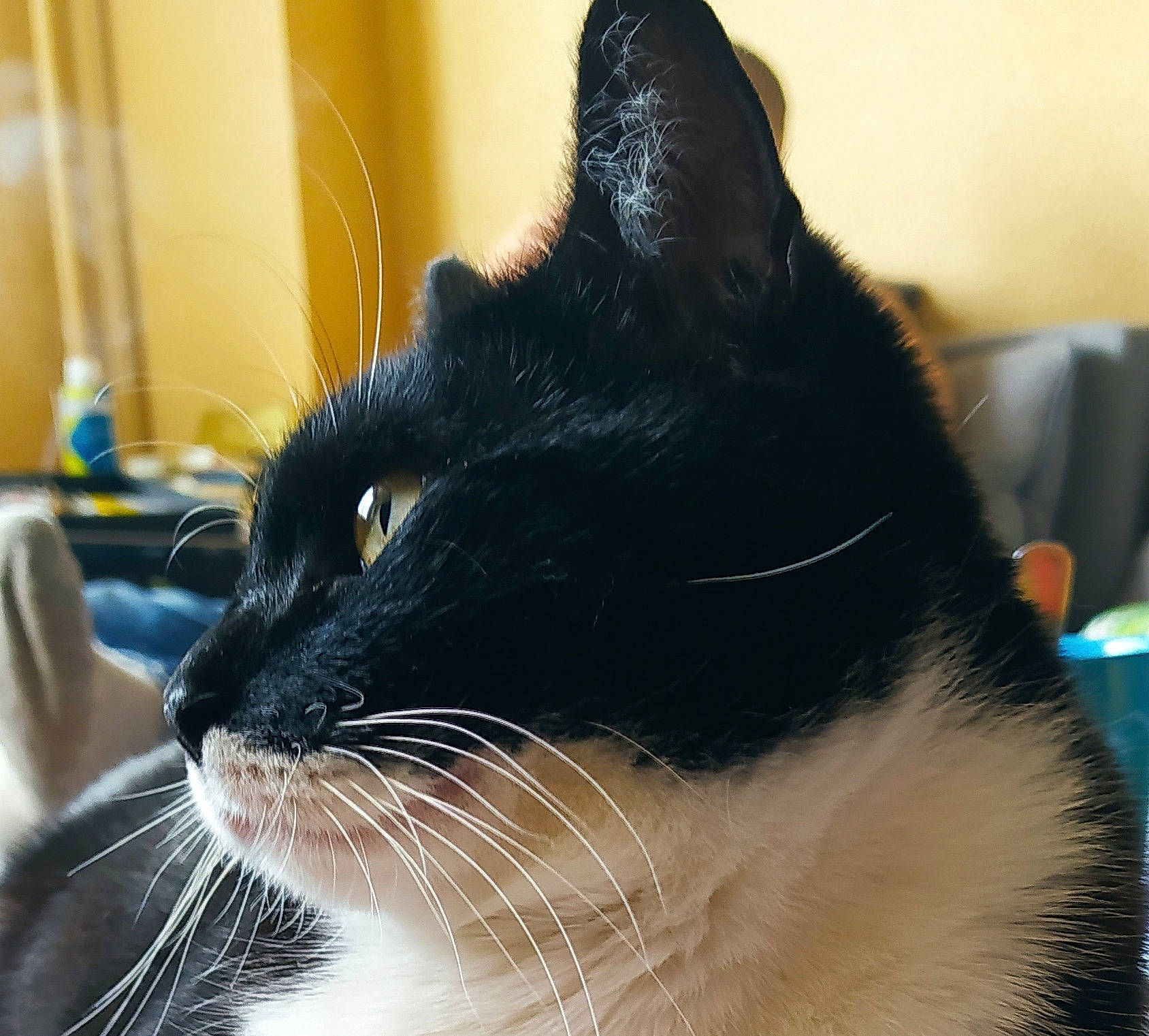 Bob a rejoint le concours — aidez-le/la à gagner de superbes lots ! asian, black, black_cat, carnivore, cat, close_up, domestic_short_haired_cat, ear, eye, felidae, fur, iris, mammal, nose, small_to_medium_sized_cats, snout, whiskers