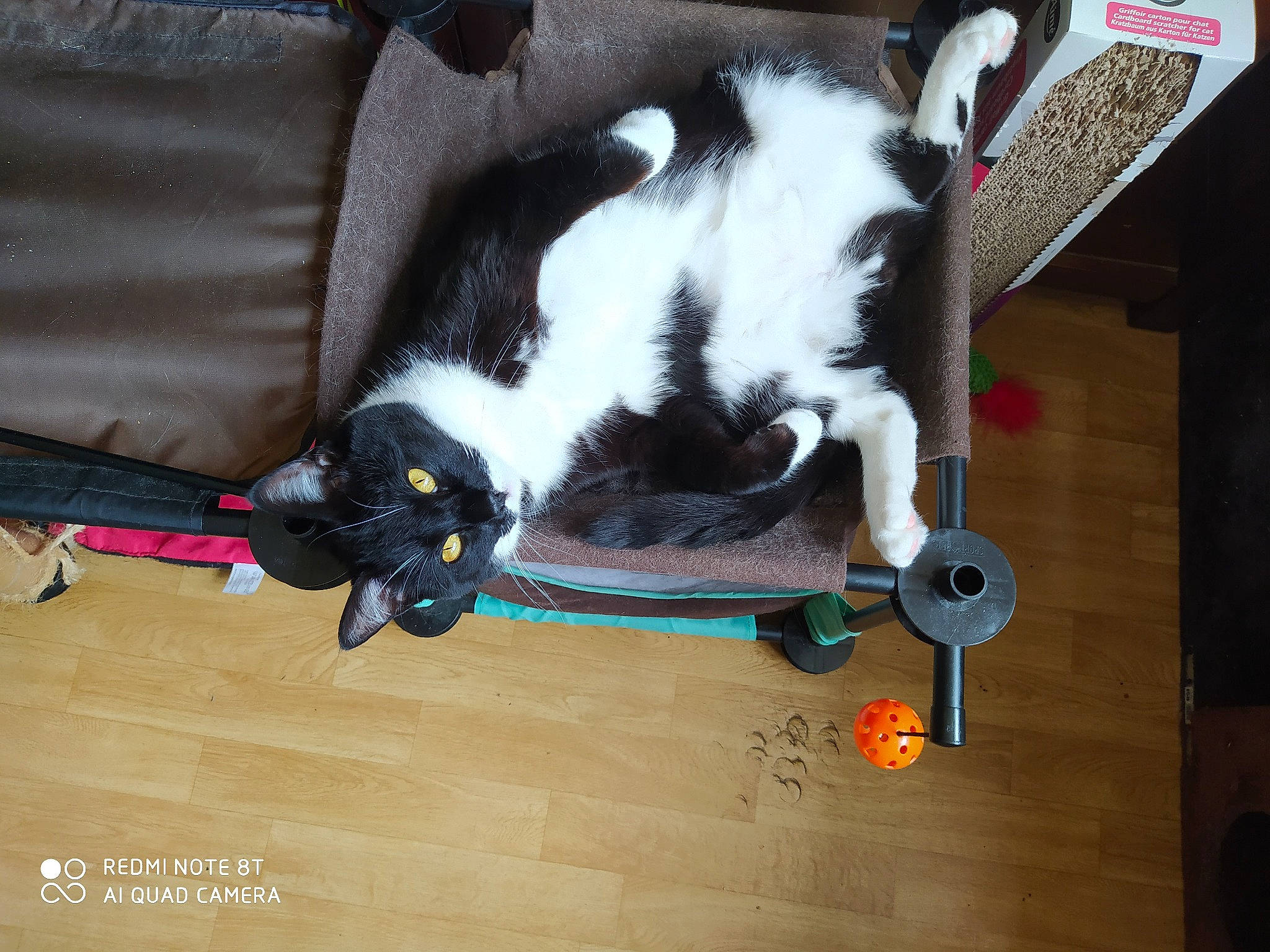 Bob participe au concours pour gagner de l'argent avec cette photo : canidae, carnivore, cat, dog_breed, felidae, small_to_medium_sized_cats, sporting_group, stabyhoun, tail