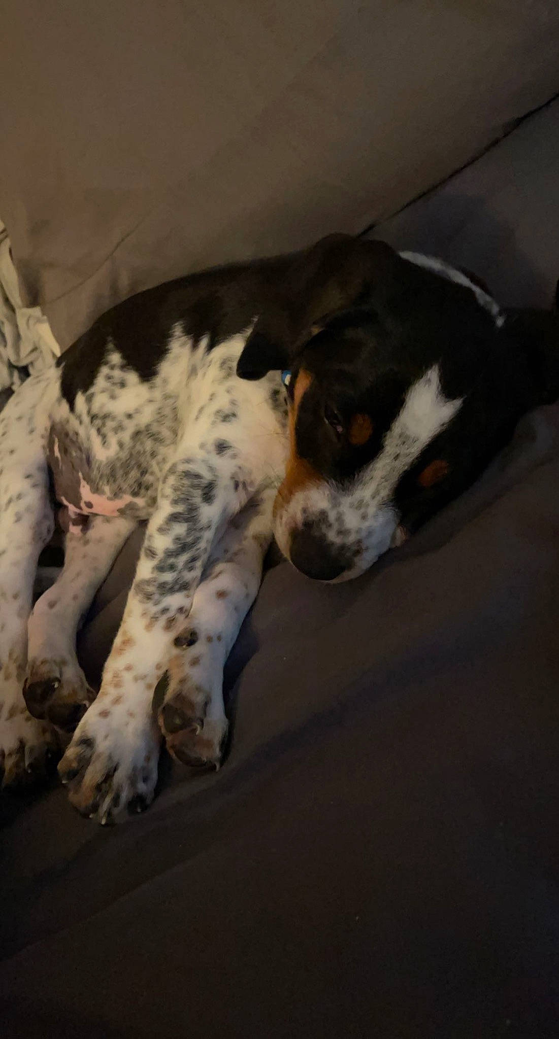 Remi is registered to the contest to win money with this photo: canidae, carnivore, comfort, companion_dog, dog, dog_breed, fawn, fur, linens, non_sporting_group, paw, puppy, scent_hound, snout, sporting_group, tail, terrestrial_animal, whiskers, working_animal, working_dog