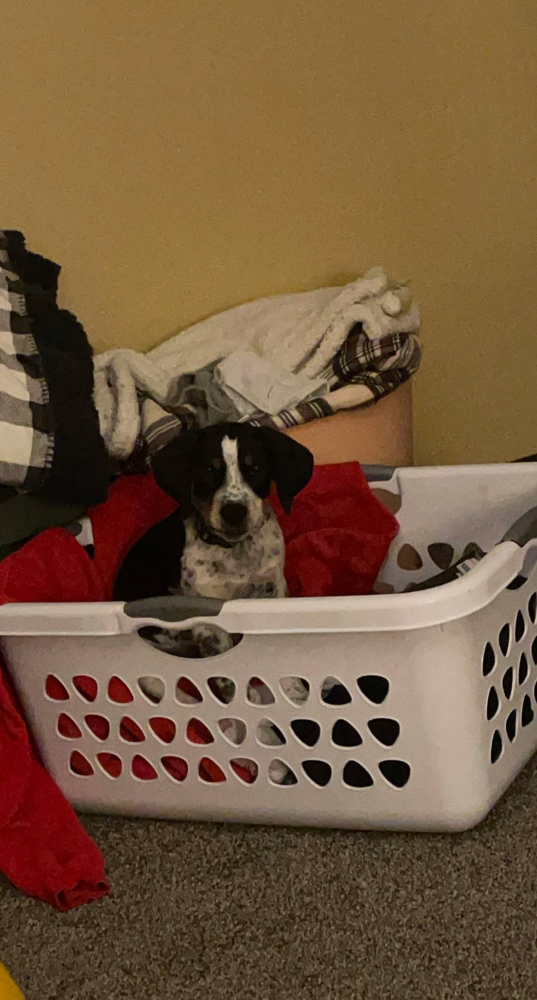 Remi joined the competition — help win amazing prizes! bag, basket, box, canidae, carnivore, comfort, companion_dog, couch, dog, dog_breed, dog_supply, fawn, linens, luggage_and_bags, pattern, pet_supply, sporting_group, tartan, wicker, working_animal