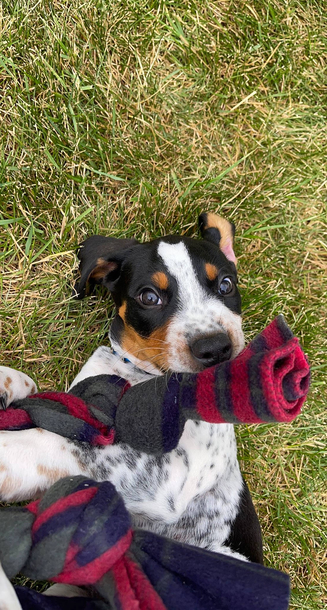 Remi joined the competition — help win amazing prizes! adventure, canidae, carnivore, collar, companion_dog, dog, dog_breed, dog_collar, dog_supply, fawn, grass, pet_supply, plant, puppy, snout, sporting_group, sunglasses, terrestrial_animal, working_animal, working_dog