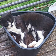 Bonito participe au concours pour gagner de l'argent avec cette photo : animal, black_and_white, cat, close_up, container, daylight, fur, green_grass, nature, outdoor, peaceful, pet, plant_pot, relaxed, resting, sleeping, triangular_pot, triangular_shape, whiskers, wooden_surface