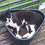 animal, black_and_white, cat, close_up, container, daylight, fur, green_grass, nature, outdoor, peaceful, pet, plant_pot, relaxed, resting, sleeping, triangular_pot, triangular_shape, whiskers, wooden_surface