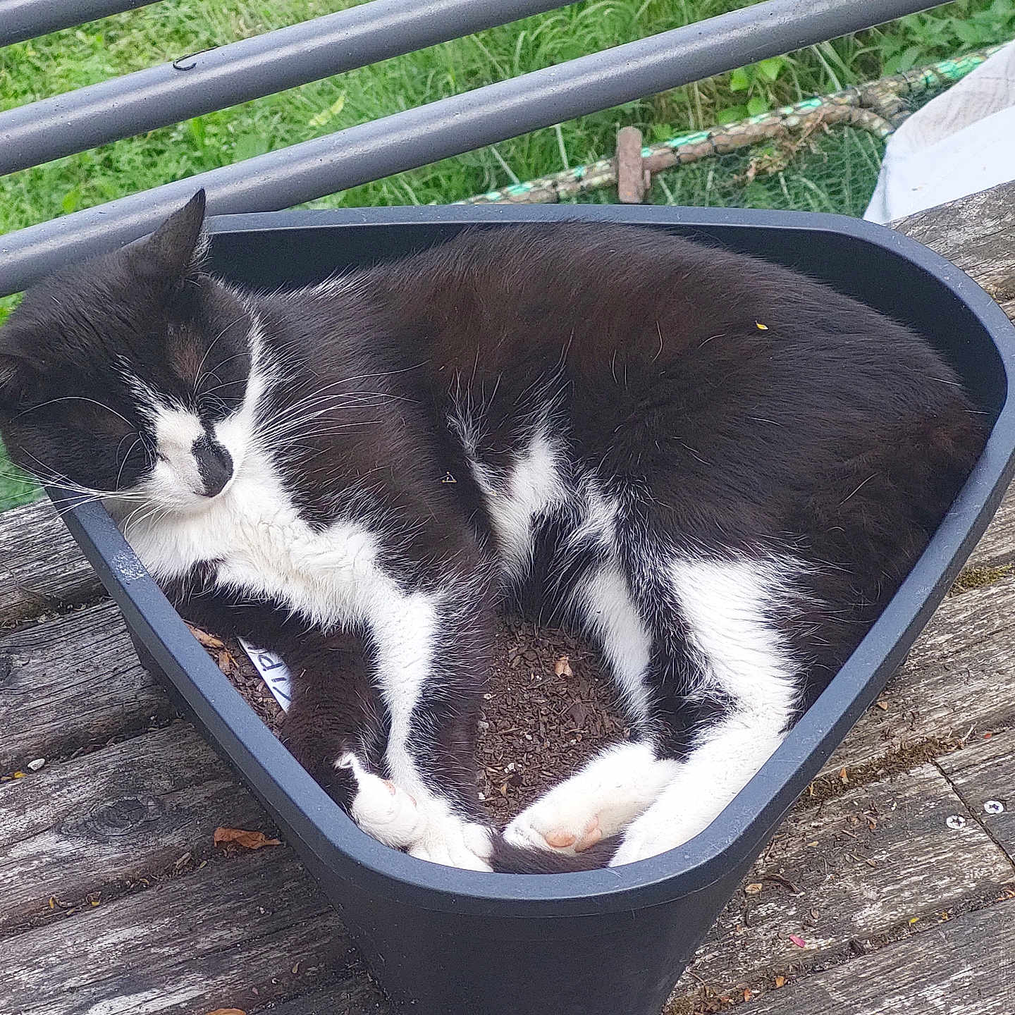 Bonito participe au concours pour gagner de l'argent avec cette photo : animal, black_and_white, cat, close_up, container, daylight, fur, green_grass, nature, outdoor, peaceful, pet, plant_pot, relaxed, resting, sleeping, triangular_pot, triangular_shape, whiskers, wooden_surface