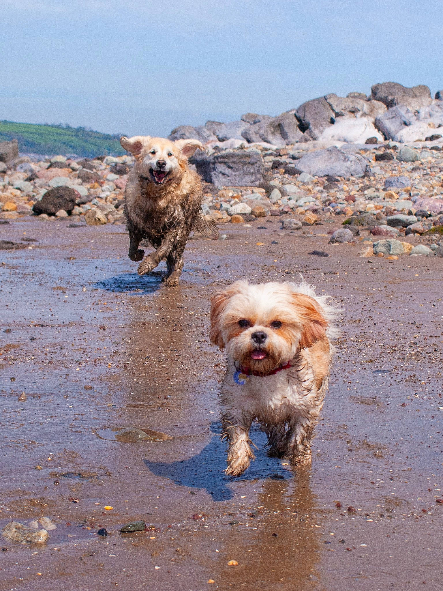 Goldie is registered to the contest to win money with this photo: beach, canidae, carnivore, coast, companion_dog, dog, dog_breed, labradoodle, landscape, ocean, rock, sand, sky, small_terrier, sporting_group, terrier, toy_dog, water, wave, working_animal