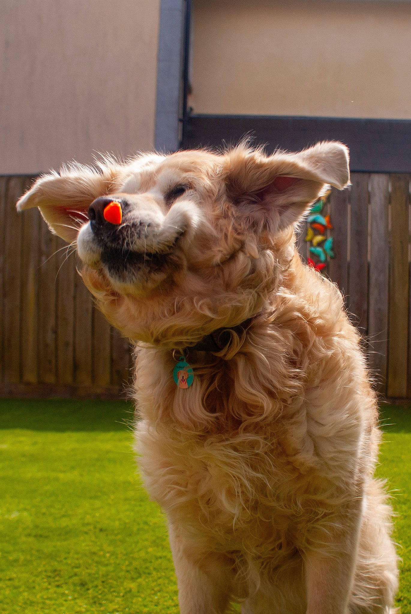 Goldie is registered to the contest to win money with this photo: alpaca, camelid, carnivore, companion_dog, dog_breed, fawn, fur, grass, llama, plant, snout, terrestrial_animal, working_animal