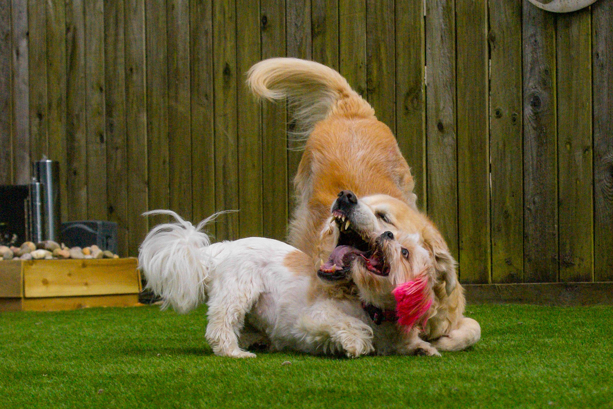 Goldie joined the competition — help win amazing prizes! canidae, carnivore, collar, companion_dog, dog, dog_breed, dog_collar, dog_supply, fawn, fur, grass, leash, plant, snout, sporting_group, tail, terrier, toy_dog, working_animal, working_dog