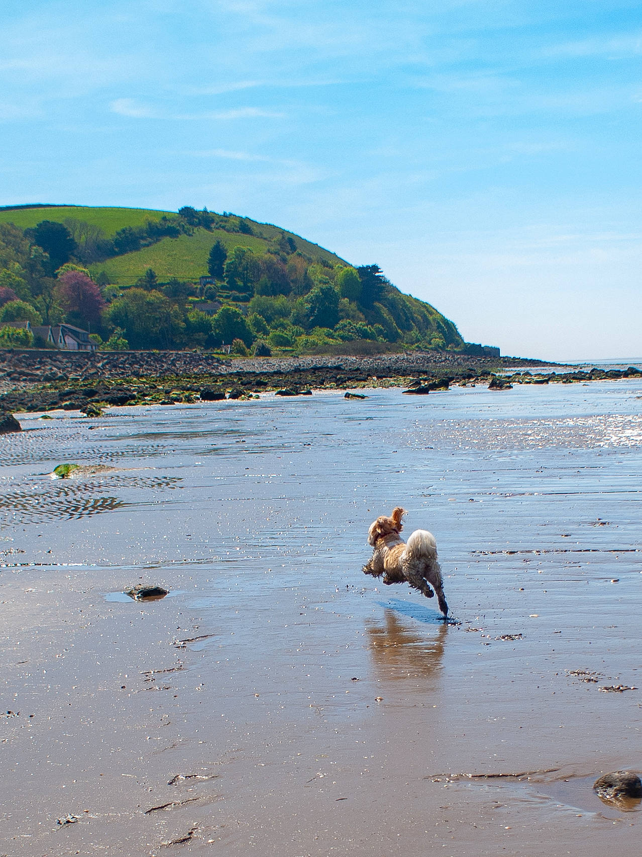 Hollie joined the competition — help win amazing prizes! bank, beach, carnivore, cloud, coastal_and_oceanic_landforms, dog, fawn, headland, horizon, lake, landscape, mountain, sand, seabird, sky, sporting_group, tree, water, wind_wave, working_animal