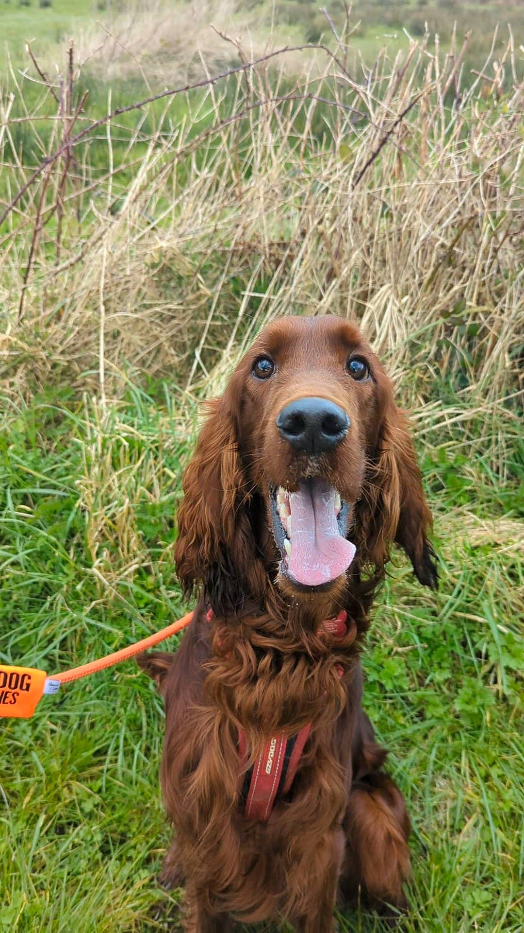 Tigger is registered to the contest to win money with this photo: canidae, carnivore, companion_dog, dog, dog_breed, fawn, grass, gun_dog, hunting_dog, liver, plant, snout, sporting_group, working_animal