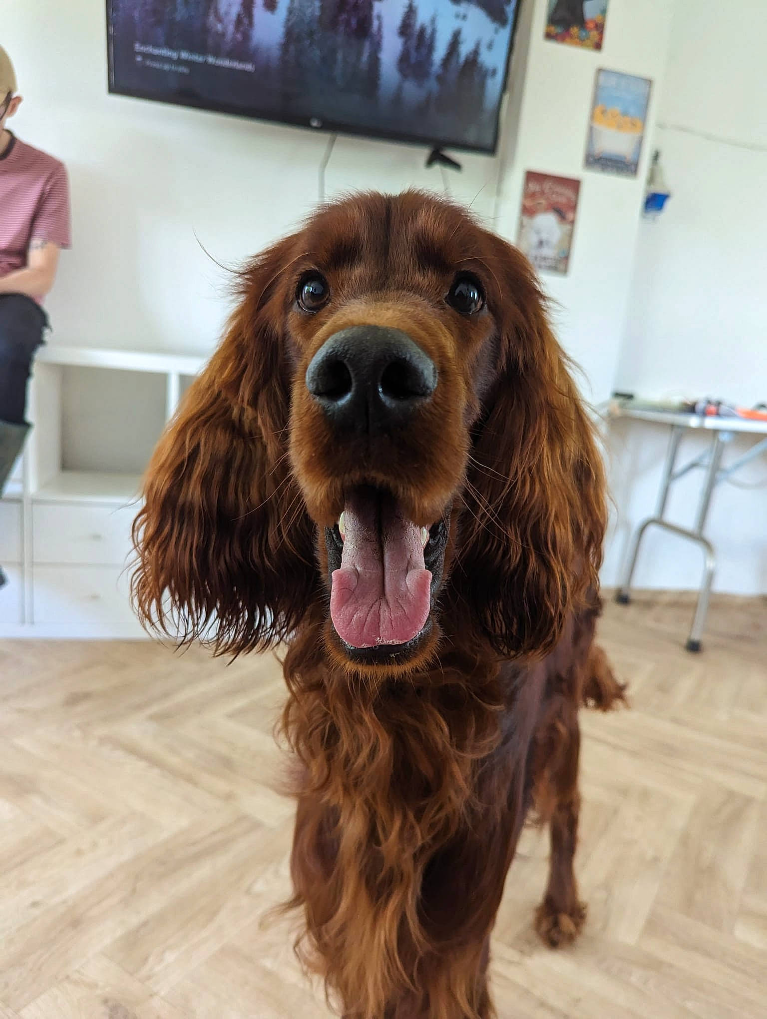 Tigger joined the competition — help win amazing prizes! carnivore, chair, cocker_spaniel, companion_dog, dog, dog_breed, flooring, fur, liver, picture_frame, snout, spaniel, sporting_group, television, whiskers, working_animal