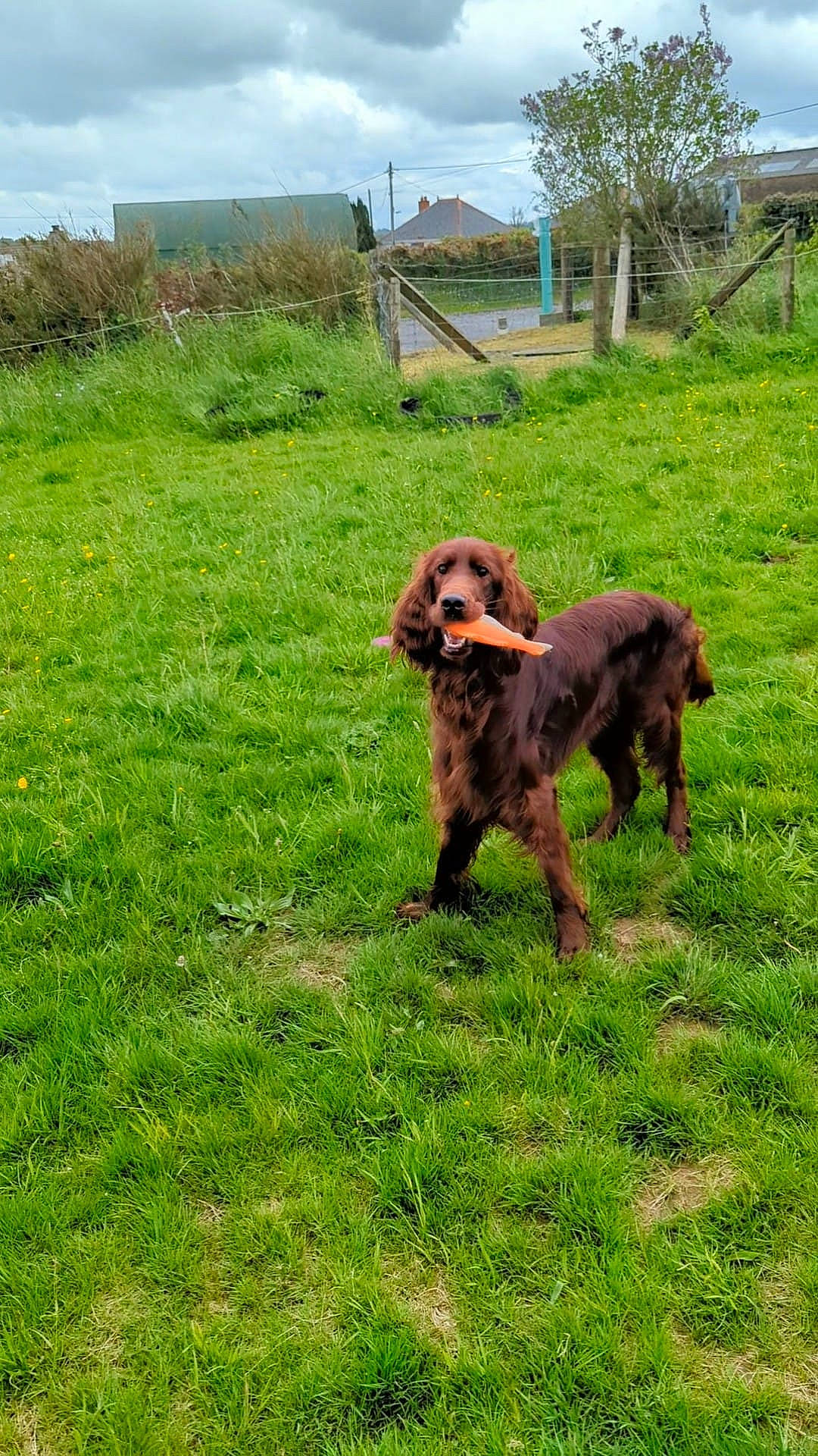 Tigger joined the competition — help win amazing prizes! canidae, carnivore, cloud, companion_dog, dog, dog_breed, grass, grassland, gun_dog, hound, liver, pasture, plant, pointing_breed, sky, spaniel, sporting_group, tail, tree, working_animal