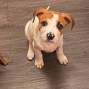 Kaya participe au concours pour gagner de l'argent avec cette photo : animal, brown, canine, cute, dog, ears, face, floor, fur, indoor, looking_up, nose, paws, pet, puppy, sitting, small_dog, white, wooden_floor, young_dog