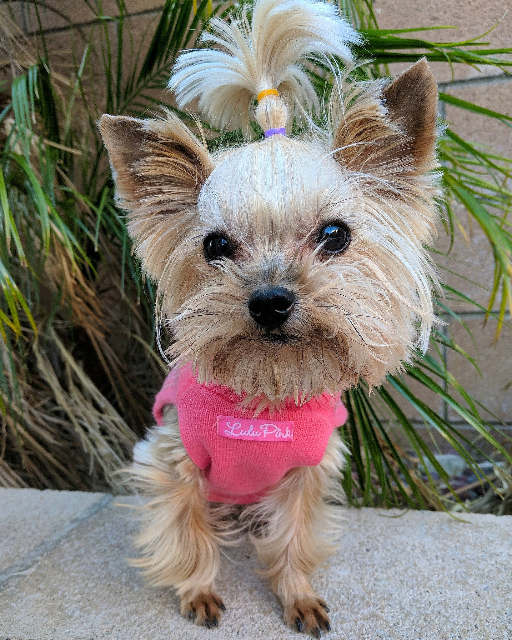 Uma is registered to the contest to win money with this photo: australian_silky_terrier, biewer_terrier, cairn_terrier, canidae, carnivore, companion_dog, dog, dog_breed, maltepoo, mammal, morkie, norwich_terrier, puppy, rare_breed_dog, small_terrier, terrier, toy_dog, vertebrate, west_highland_white_terrier, yorkshire_terrier