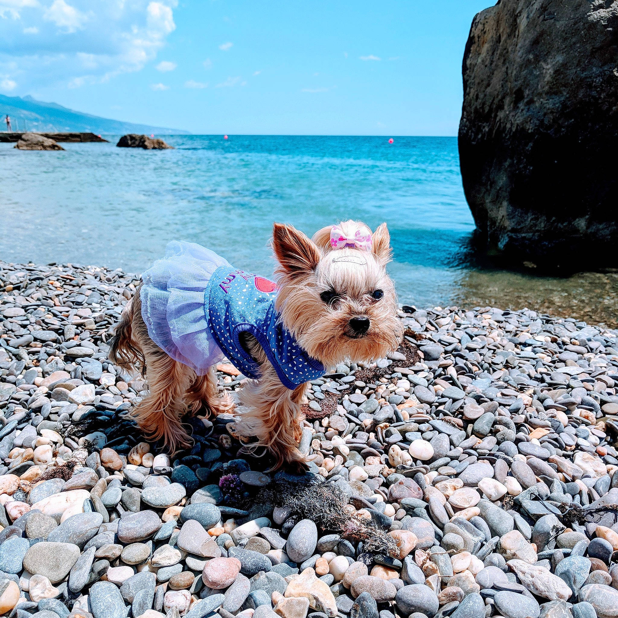 Uma is registered to the contest to win money with this photo: beach, cairn_terrier, canidae, carnivore, coast, coastal_and_oceanic_landforms, dog, dog_breed, morkie, mountain, ocean, pebble, rock, sea, shore, sky, small_terrier, summer, vacation, yorkshire_terrier