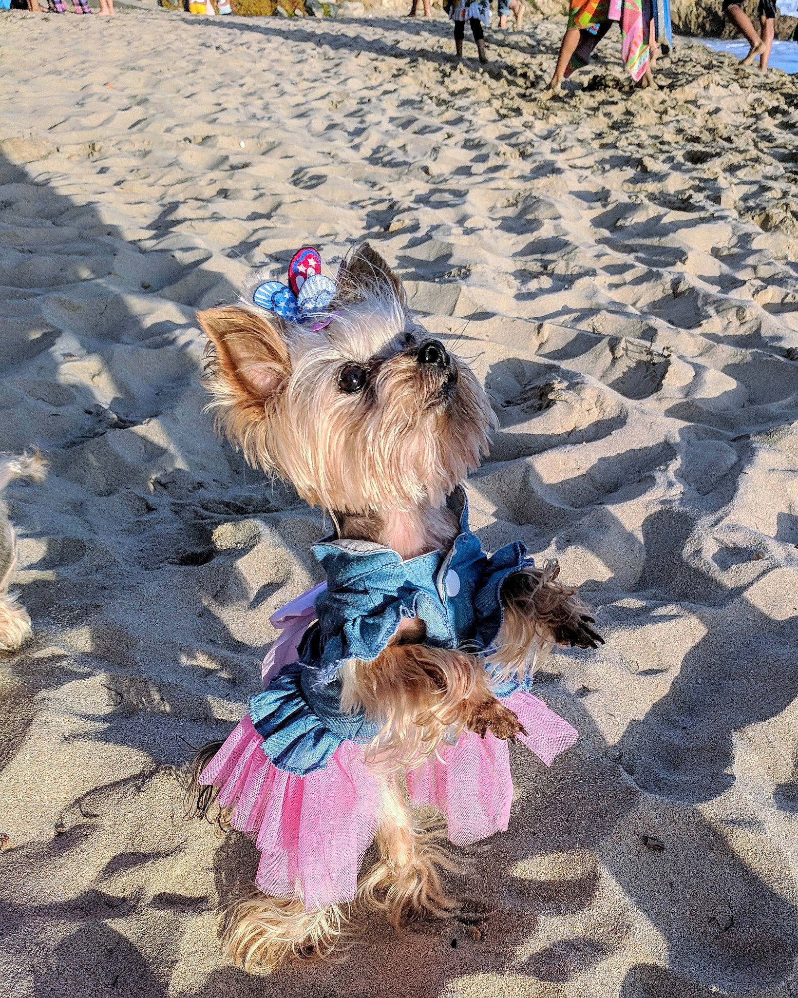 Uma joined the competition — help win amazing prizes! australian_silky_terrier, beach, cairn_terrier, canidae, carnivore, dog, dog_breed, dog_walking, leash, lhasa_apso, skye_terrier, small_terrier, terrier, toy_dog, vacation, yorkshire_terrier