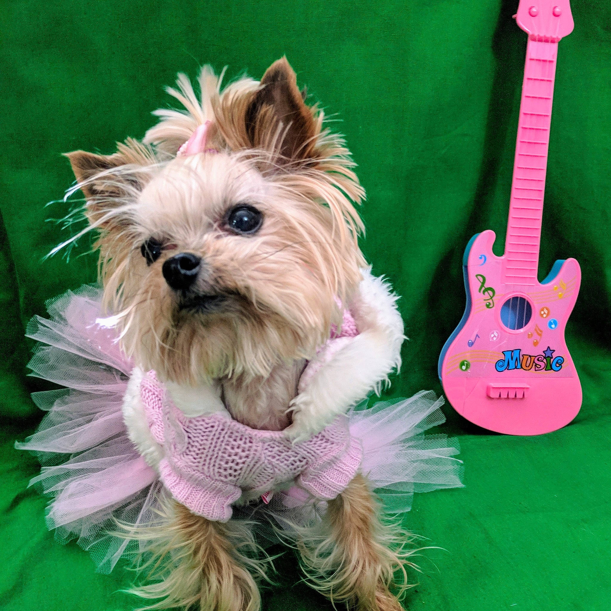 Uma joined the competition — help win amazing prizes! cairn_terrier, canidae, carnivore, companion_dog, dog, dog_breed, dog_clothes, morkie, musical_instrument, pink, puppy, rare_breed_dog, terrier, toy_dog, yorkshire_terrier