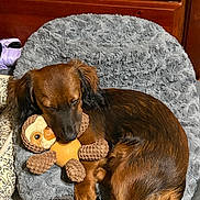 Harvey is registered to the contest to win money with this photo: animal, blanket, brown_dog, cozy, cute, dachshund, dog, fur, home, indoor, paw, pet, plush_toy, relaxed, resting, sleep, sleeping, sloth_toy, snuggling, toy