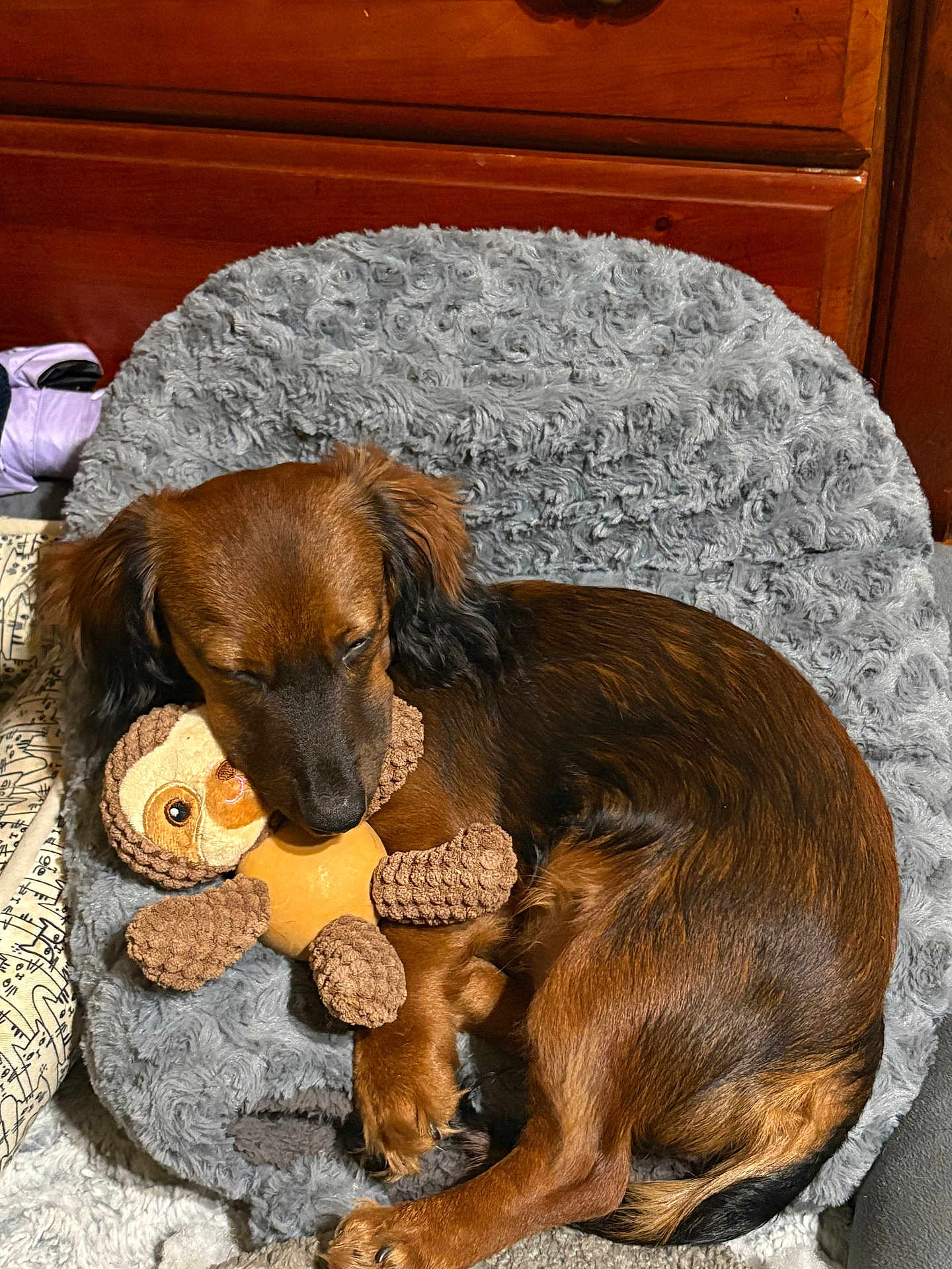 Harvey is registered to the contest to win money with this photo: animal, blanket, brown_dog, cozy, cute, dachshund, dog, fur, home, indoor, paw, pet, plush_toy, relaxed, resting, sleep, sleeping, sloth_toy, snuggling, toy