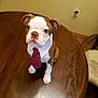 animal, brown, collar, cute, dog, ears, expression, floor, fur, furniture, home, indoor, pet, portrait, puppy, sitting, table, tie, white, wood