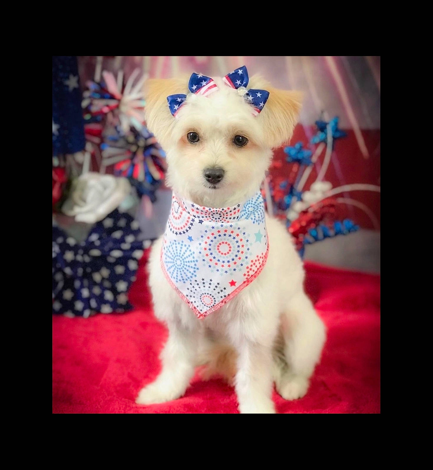 Lexi is registered to the contest to win money with this photo: canidae, carnivore, collar, companion_dog, creative_arts, dog, dog_breed, dog_clothes, dog_supply, fashion_accessory, fawn, font, pattern, pet_supply, pink, rectangle, sleeve, snout, stuffed_toy, working_animal