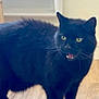 black_cat, cat, indoor, wooden_floor, pet, animal, feline, fur, yellow_eyes, standing, mouth_open, teeth, alert, domestic_cat, household, mammal, whiskers, ears, floor, wall