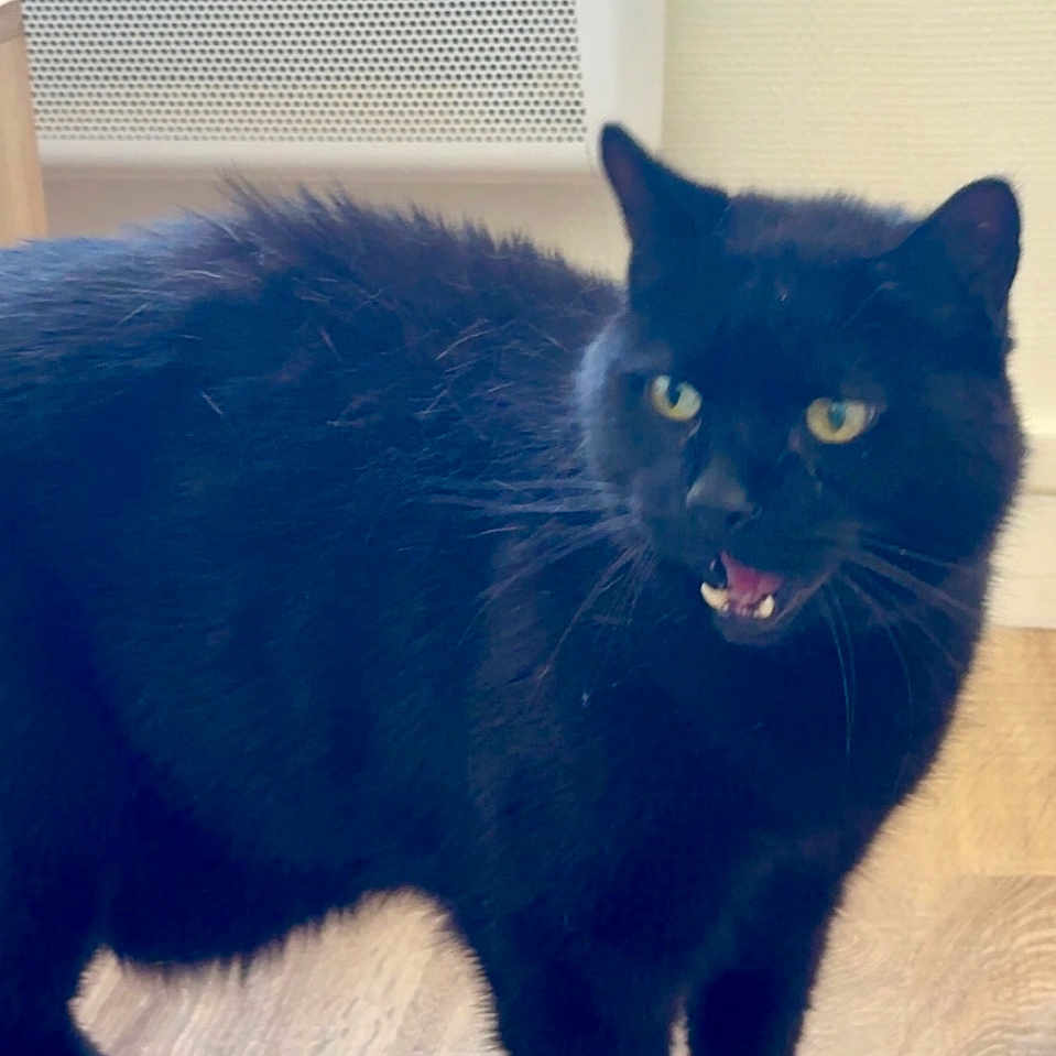 Flocon participe au concours pour gagner de l'argent avec cette photo : alert, animal, black_cat, cat, domestic_cat, ears, feline, floor, fur, household, indoor, mammal, mouth_open, pet, standing, teeth, wall, whiskers, wooden_floor, yellow_eyes