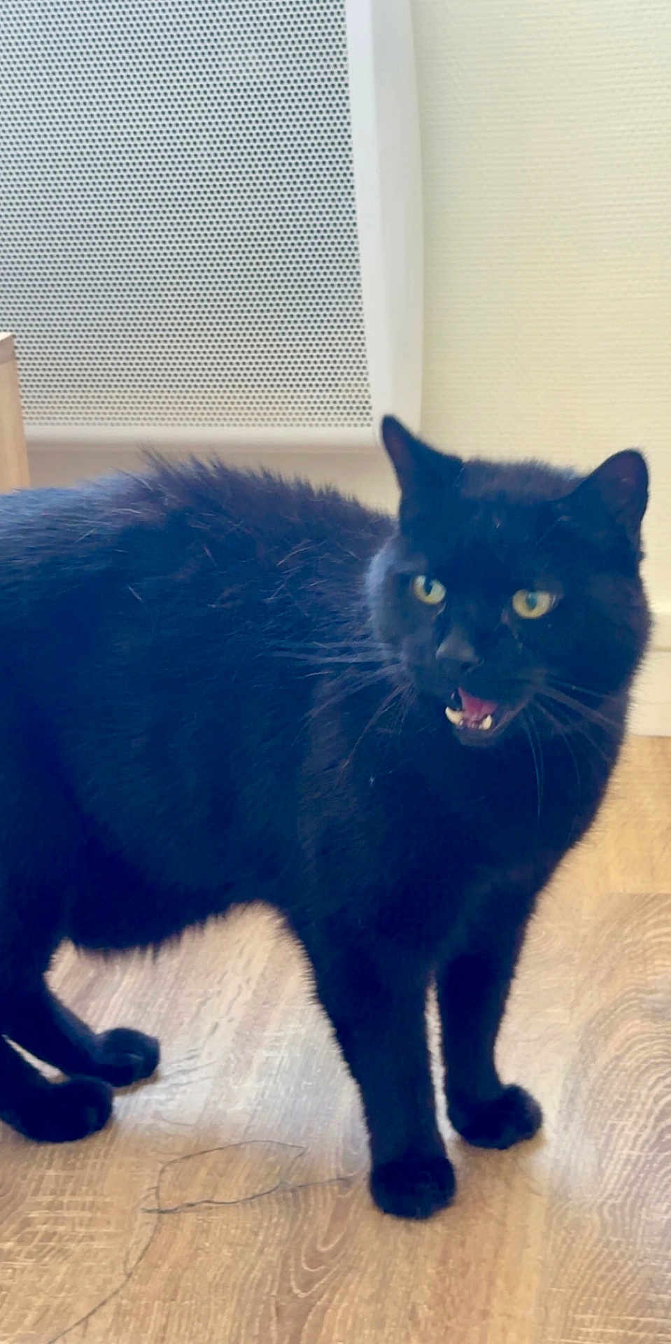 Flocon participe au concours pour gagner de l'argent avec cette photo : black_cat, cat, indoor, wooden_floor, pet, animal, feline, fur, yellow_eyes, standing, mouth_open, teeth, alert, domestic_cat, household, mammal, whiskers, ears, floor, wall