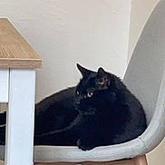 Flocon a rejoint le concours — aidez-le/la à gagner de superbes lots ! animal, black_cat, cat, chair, cozy, cute, domestic_animal, feline, furniture, gray_chair, home_interior, indoor, living_space, minimalist, pet, relaxed, resting, table, white_table, wooden_floor