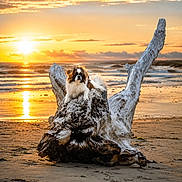 Alaska participe au concours pour gagner de l'argent avec cette photo : dog, beach, sunset, driftwood, ocean, sand, waves, sky, clouds, sun, reflection, nature, outdoor, animal, pet, fur, coast, scenic, landscape, peaceful