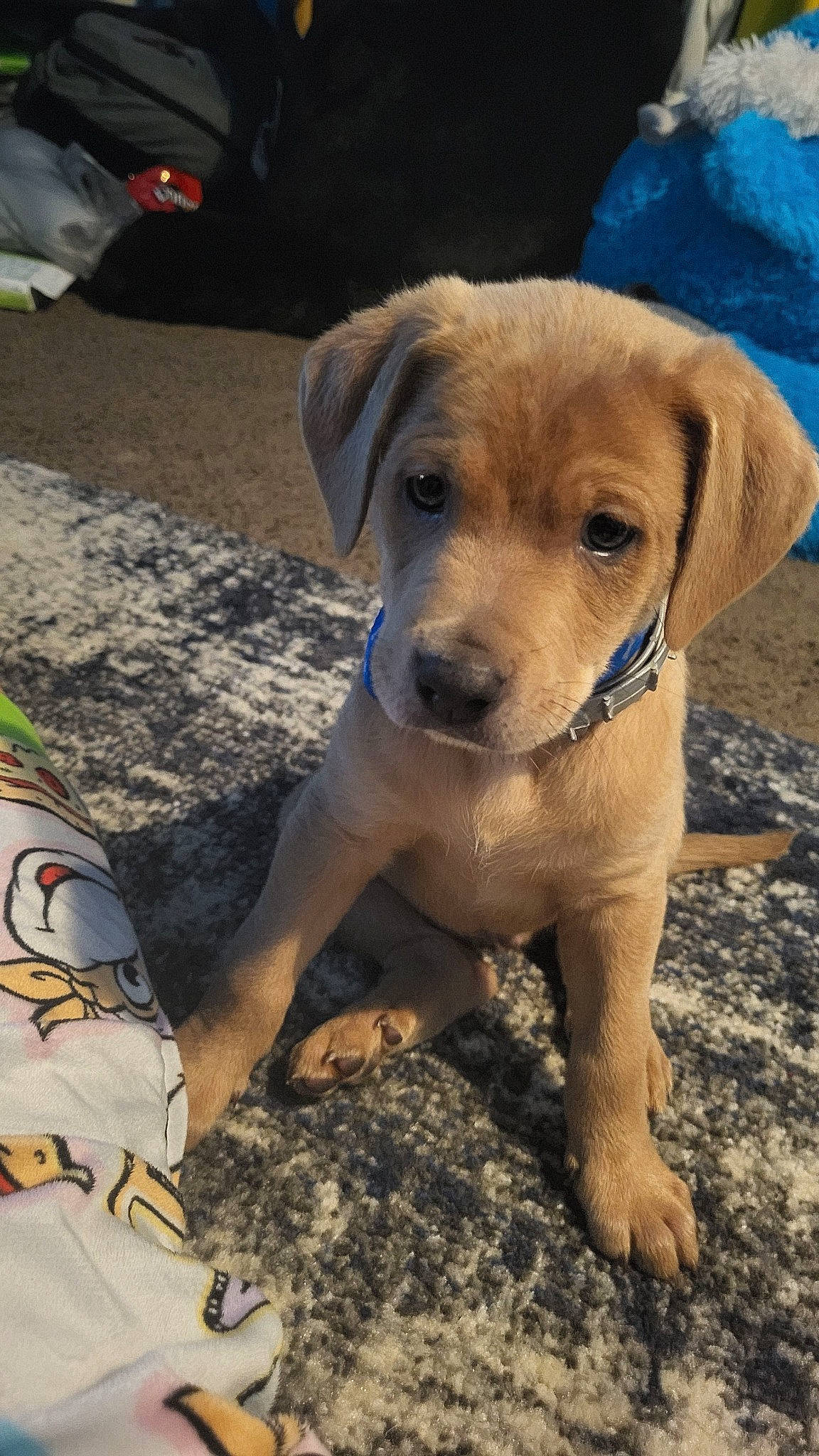 Drako is registered to the contest to win money with this photo: canidae, carnivore, companion_dog, dog, dog_breed, dog_collar, fawn, fun, hunting_dog, paw, snout, soil, sporting_group, terrestrial_animal, whiskers, working_animal