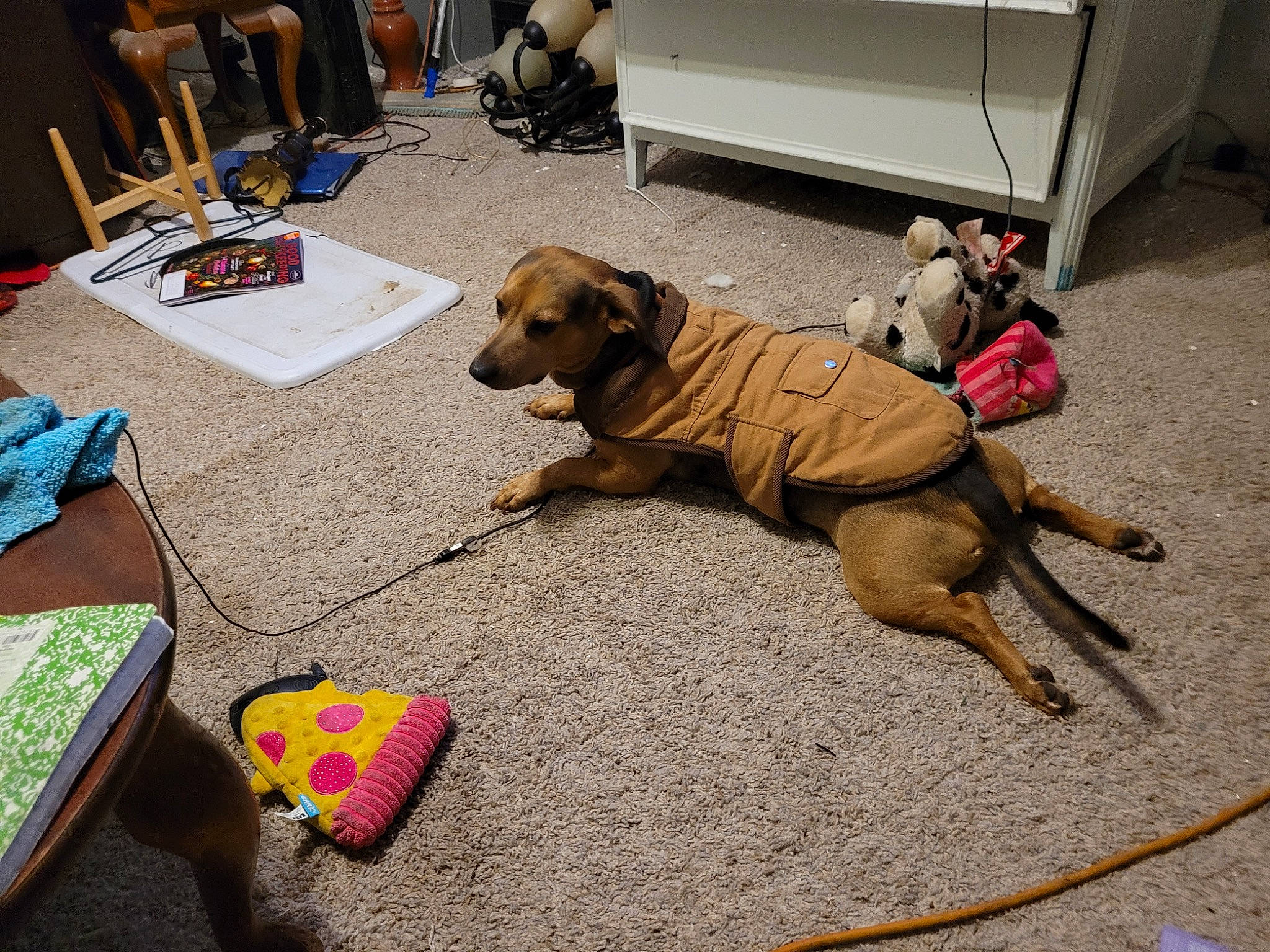 Whiskey is registered to the contest to win money with this photo: bag, carnivore, chair, collar, companion_dog, dog, dog_breed, dog_collar, dog_supply, fashion_accessory, fawn, flooring, guard_dog, hardwood, leash, luggage_and_bags, vehicle_door, wheel, wood, working_animal