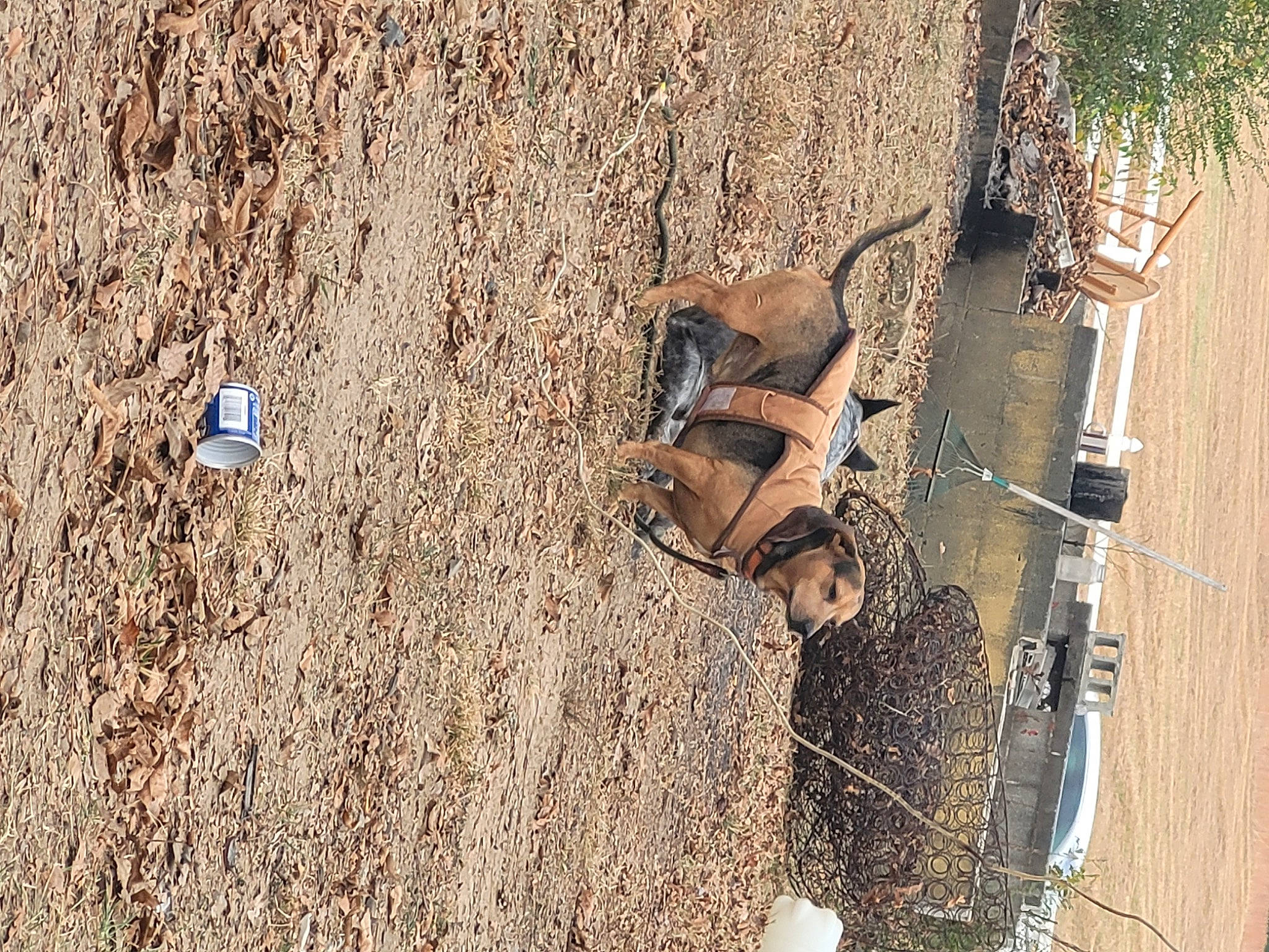 Whiskey is registered to the contest to win money with this photo: foot, grass, grass_family, human_leg, landscape, mammal, metal, plant, recreation, shadow, soil, thigh, tree, trunk, twig, vertebrate, wall, wildlife, wood