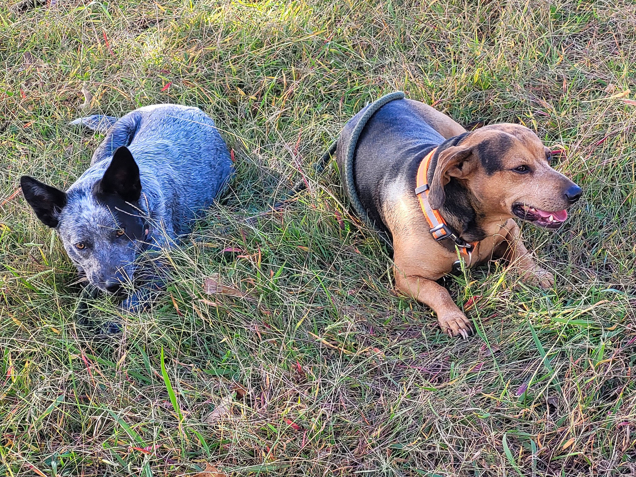 Whiskey is registered to the contest to win money with this photo: canidae, carnivore, companion_dog, dog, dog_breed, fawn, grass, grassland, groundcover, hunting_dog, plant, prairie, soil, sporting_group, terrestrial_animal, working_animal