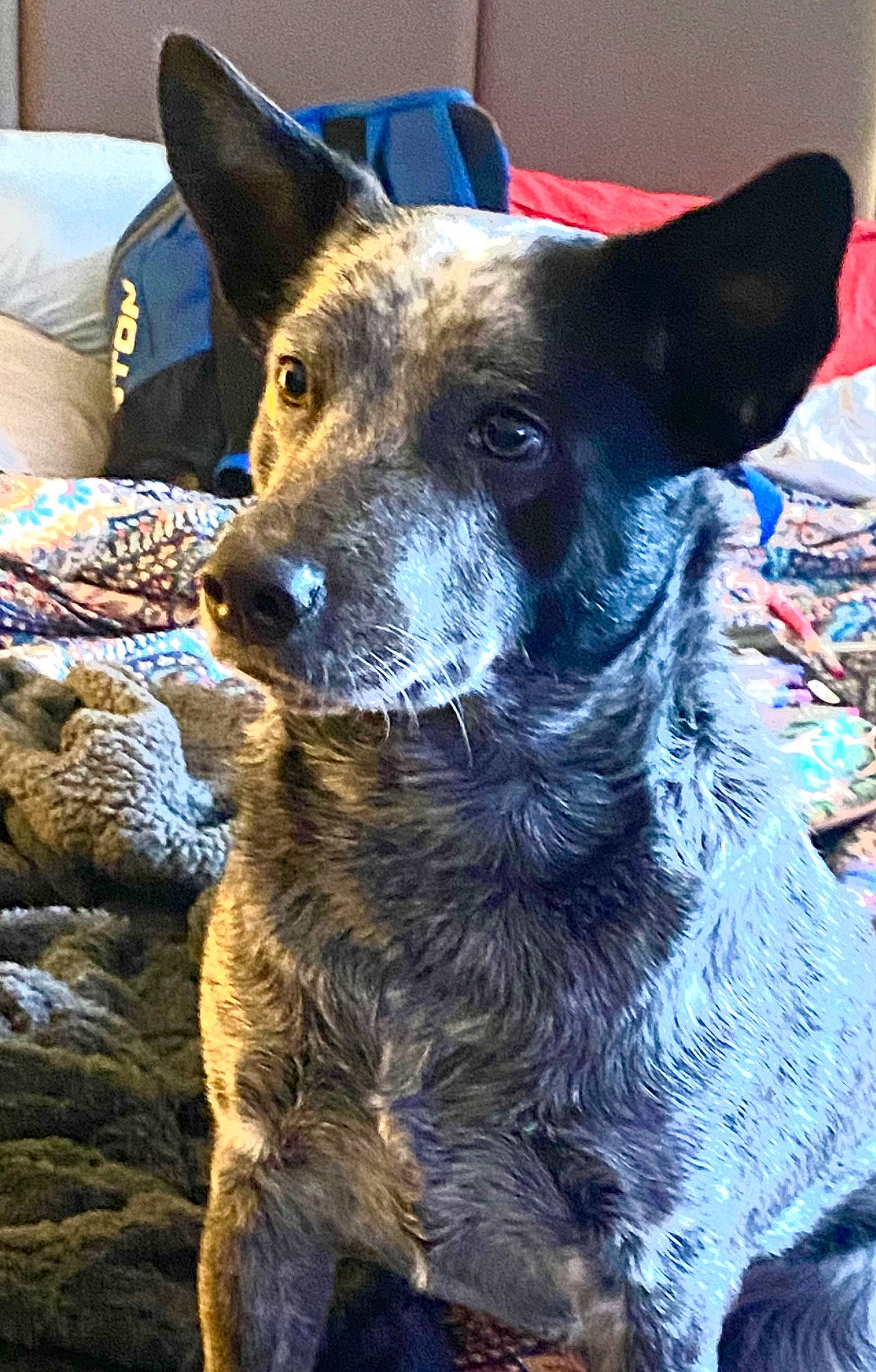 Luna joined the competition — help win amazing prizes! australian_cattle_dog, canidae, carnivore, collar, companion_dog, dog, dog_breed, dog_collar, ear, eye, fawn, fur, guard_dog, herding_dog, non_sporting_group, snout, sporting_group, whiskers, working_animal, working_dog