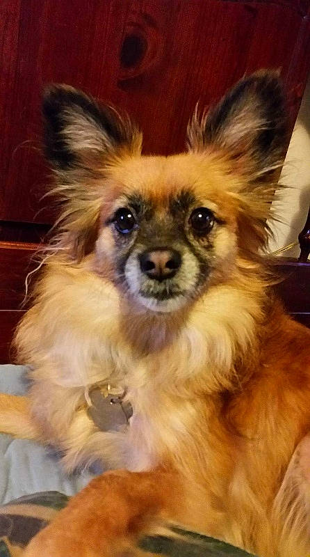 B.b. joined the competition — help win amazing prizes! ancient_dog_breeds, canidae, carnivore, companion_dog, dog, dog_breed, dog_supply, ear, fawn, fur, liver, non_sporting_group, snout, sporting_group, terrestrial_animal, toy_dog, whiskers, working_animal