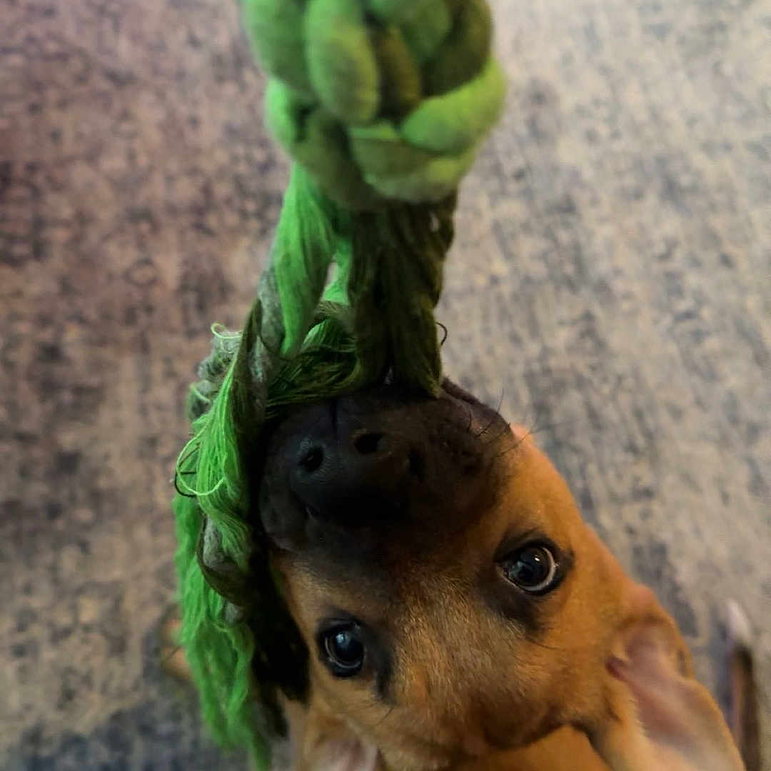 Finn