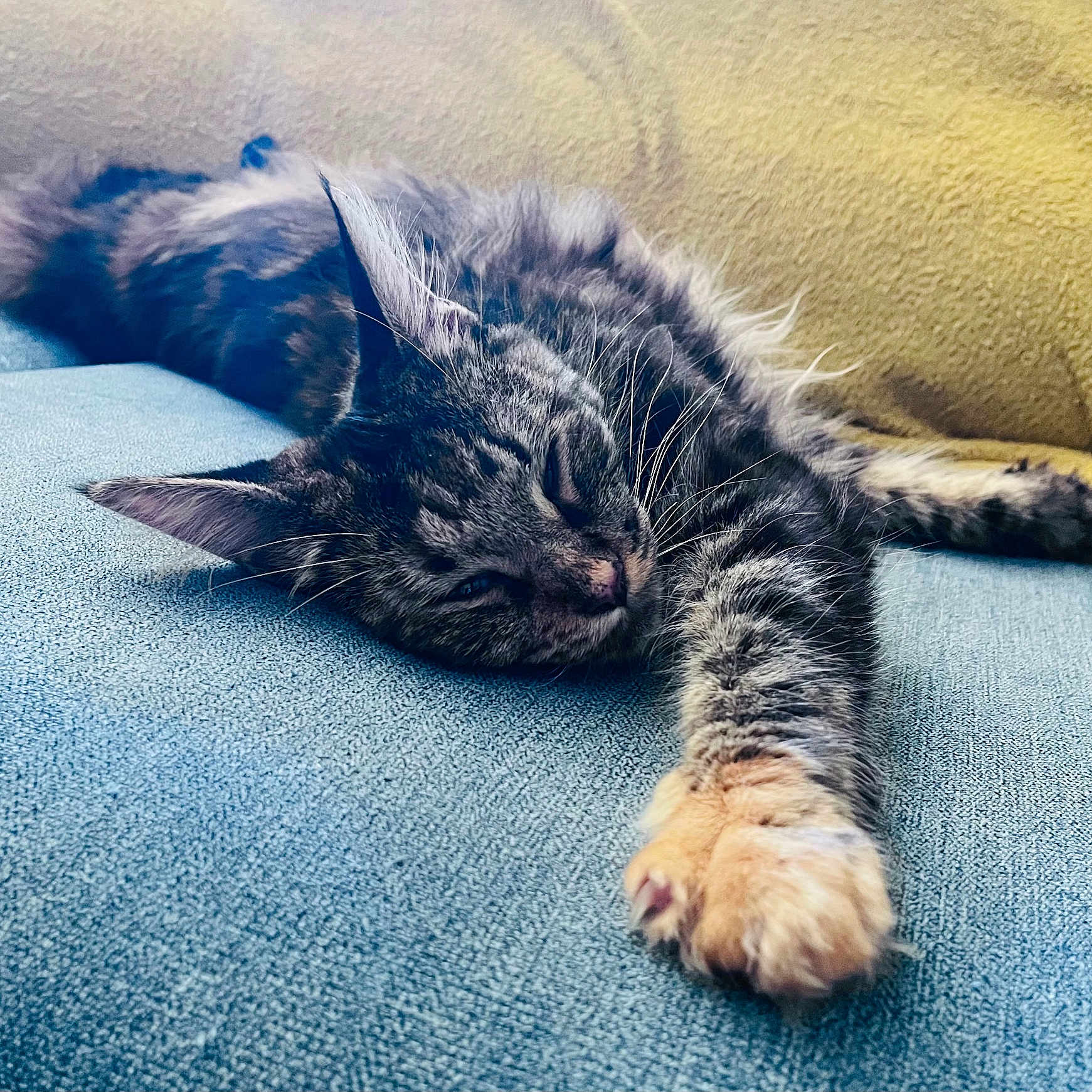 Yuki a rejoint le concours — aidez-le/la à gagner de superbes lots ! animal, blanket, blue_surface, cat, close_up, cozy, cute, feline, fur, indoor, lying_down, paw, pet, relaxed, resting, sleepy, stretching, tabby, whiskers, yellow_blanket