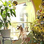 Opal Rose is registered to the contest to win money with this photo: dog, window, plant, christmas_tree, holiday, decorations, lights, indoor, floor, pot, furniture, curious, pet, festive, ornaments, green, wood, natural_light, home, decor