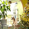 dog, window, plant, christmas_tree, holiday, decorations, lights, indoor, floor, pot, furniture, curious, pet, festive, ornaments, green, wood, natural_light, home, decor
