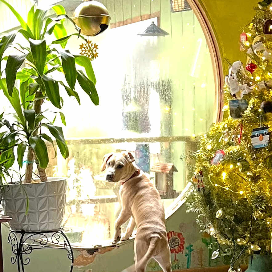 Opal Rose is registered to the contest to win money with this photo: dog, window, plant, christmas_tree, holiday, decorations, lights, indoor, floor, pot, furniture, curious, pet, festive, ornaments, green, wood, natural_light, home, decor