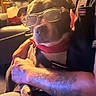 animal, close_up, costume, cozy, dog, fashion, funny, furniture, glasses, indoors, lap, living_room, person, pet, photography, portrait, red_collar, relaxed, sitting, warm_lighting