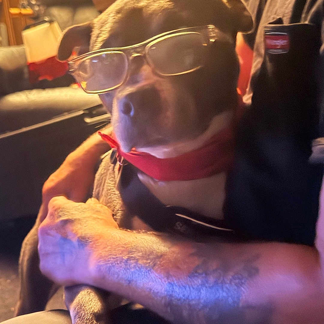 Bella is registered to the contest to win money with this photo: dog, pet, animal, glasses, red_collar, sitting, lap, person, indoors, living_room, warm_lighting, portrait, close_up, funny, costume, fashion, relaxed, furniture, cozy, photography