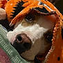 Lucian Lucifer is registered to the contest to win money with this photo: dog, pet, blanket, orange_blanket, close_up, nose, eye, snout, cozy, indoor, fabric, plush, sleepy, portrait, bedding, head, muzzle, fur, blanket_hood, resting