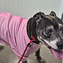 dog, senior_dog, panting, pink_sweater, leash, indoor, tongue_out, grey_muzzle, pet, canine, closeup, collar, happy, standing, fur, eyes, floor, knee, vet_clinic, portrait