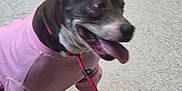 Lola Mae joined the competition — help win amazing prizes! dog, pet, canine, sweater, pink_sweater, leash, human_hand, tile_floor, panting, tongue_out, senior_dog, grey_fur, collar, indoor, paws, close_up, sitting, happy, leash_holder, veterinary_clinic