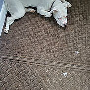 Luna Rae joined the competition — help win amazing prizes! dog, white_dog, sleeping, doormat, carpet, pet, paw, nose, collar, indoor, floor, resting, sleepy, animal, domestic, fur, corner, wall, paws, portrait