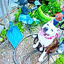 dog, smiling_dog, tongue_out, leash, hose, garden, potted_plant, shovel, greenery, flower_pot, pavement, outdoor, pet, playful, white_fur, brown_patch, close_up, blurry, low_resolution, person_partial