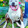 dog, pitbull, tongue_out, happy, collar, leash, person_leg, sneaker, ripped_jeans, flowers, garden, tire_planter, grass, rocks, soil, sitting, portrait, close_up, pet, outdoor